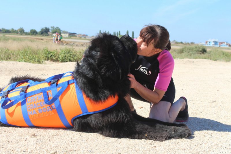 Фото: ньюфаундленд Chernaya Mafia Short and Sweet (Черная Мафия Шорт анд Свеет)