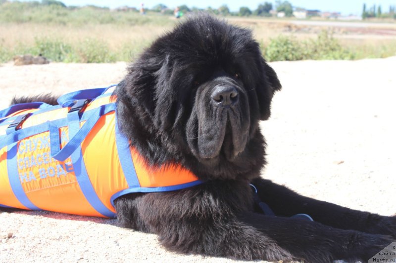 Фото: ньюфаундленд Chernaya Mafia Short and Sweet (Черная Мафия Шорт анд Свеет)