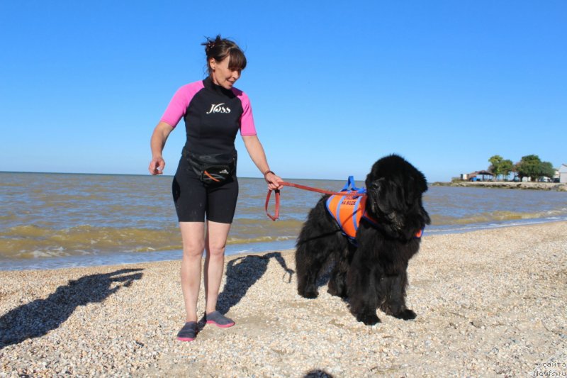 Фото: ньюфаундленд Chernaya Mafia Short and Sweet (Черная Мафия Шорт анд Свеет)