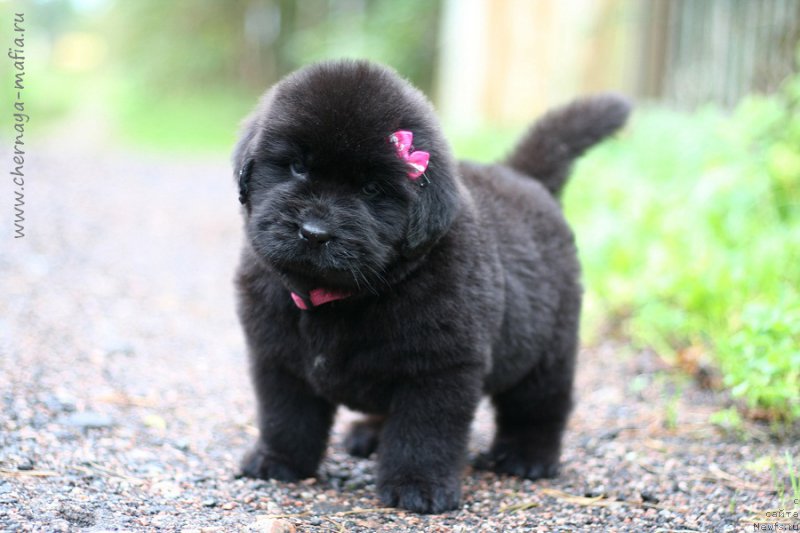 Фотография № 213789