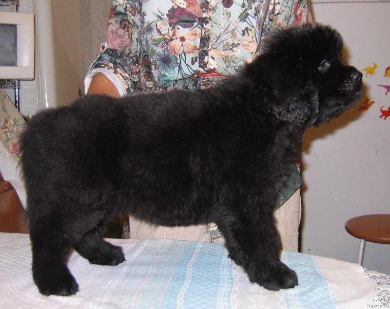 Фото: ньюфаундленд Cezar' Centurion iz Plemeni Kedra (Цезарь Центурион из Племени Кедра)