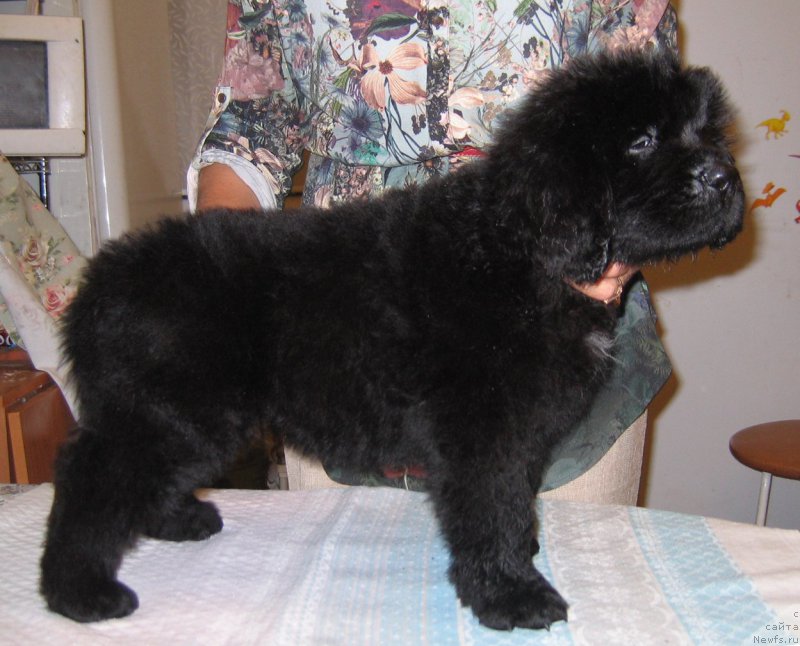 Фото: ньюфаундленд Ceder Magnus iz Plemeni Kedra (Цедер Магнус из Племени Кедра)