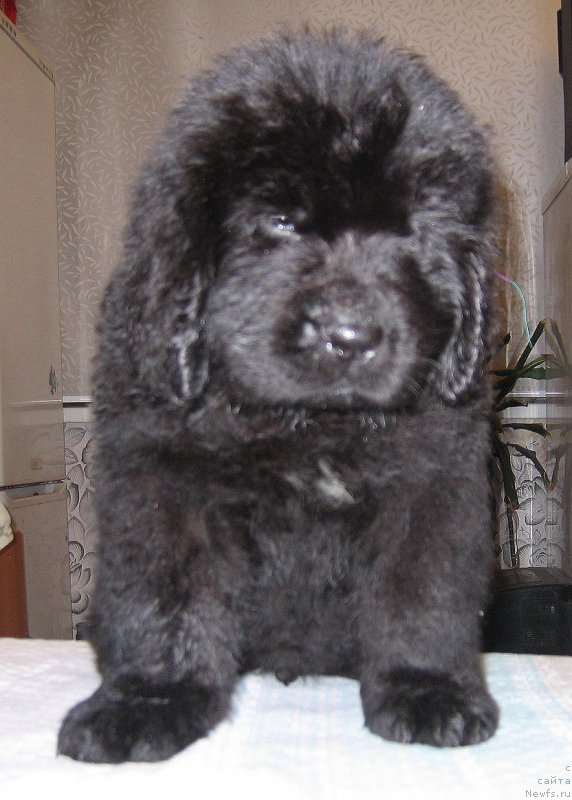 Фото: ньюфаундленд Ceder Magnus iz Plemeni Kedra (Цедер Магнус из Племени Кедра)