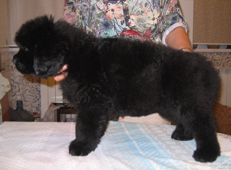 Фото: ньюфаундленд Cefey iz Plemeni Kedra (Цефей из Племени Кедра)