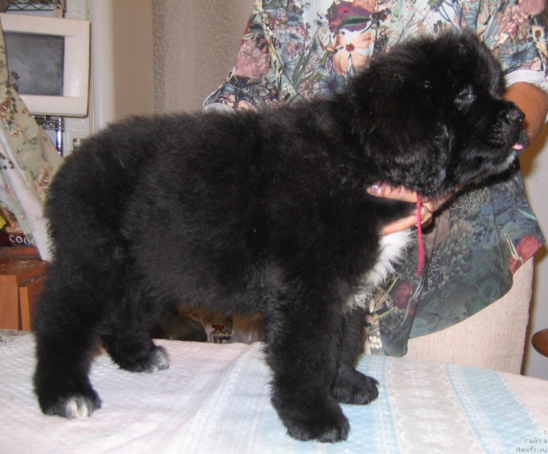 Фото: ньюфаундленд Tsaritsa Nochi iz Plemeni Kedra (Царица Ночи из Племени Кедра)