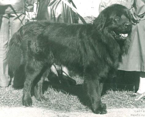 Фото: ньюфаундленд Paster Gay (Пастер Гай)