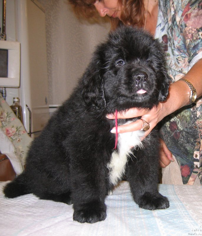 Фото: ньюфаундленд Tsaritsa Nochi iz Plemeni Kedra (Царица Ночи из Племени Кедра)