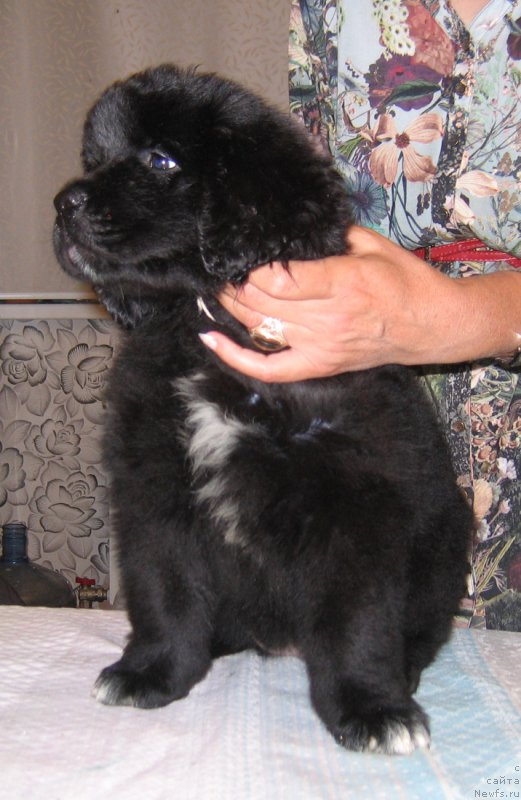 Фото: ньюфаундленд Carskaya Nagrada iz Plemeni Kedra (Царская Награда из Племени Кедра)