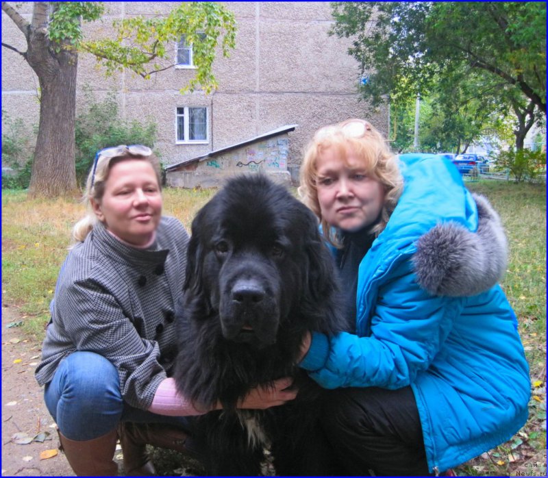 Фото: ньюфаундленд Super Bizon Norberto (Супер Бизон Норберто), Lena Zyirina (Лена Зырина), Таня