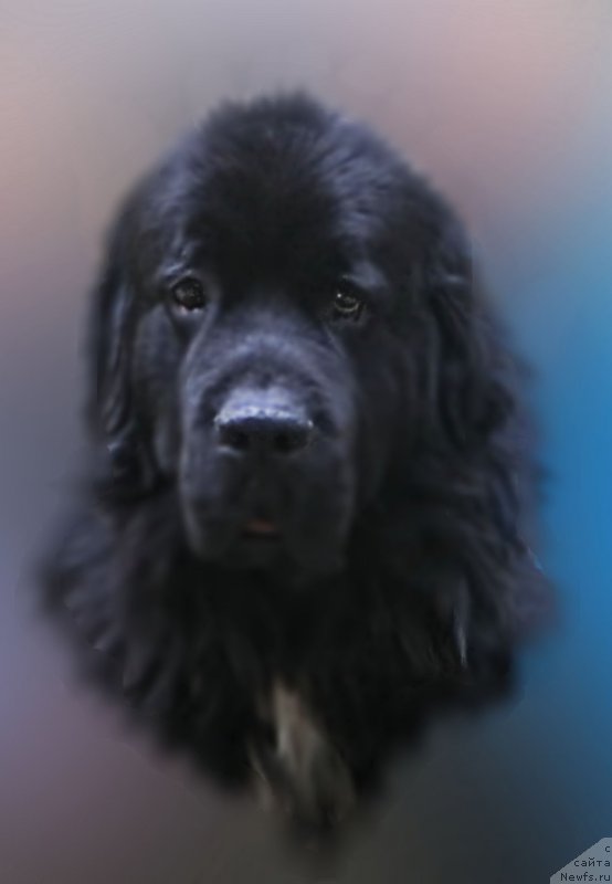 Фотография № 213816