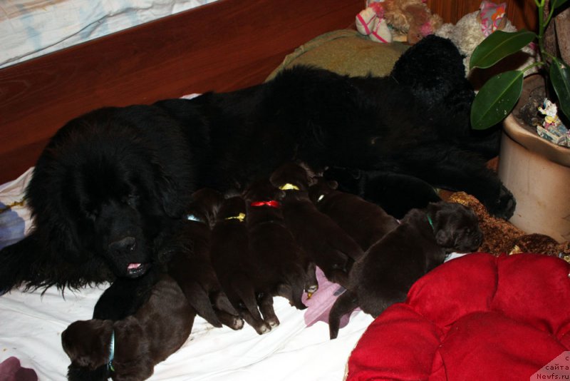 Фото: ньюфаундленд Mercedes Vialiki Miadzvedz (Мерседес Вялiкi Мядзведзь)