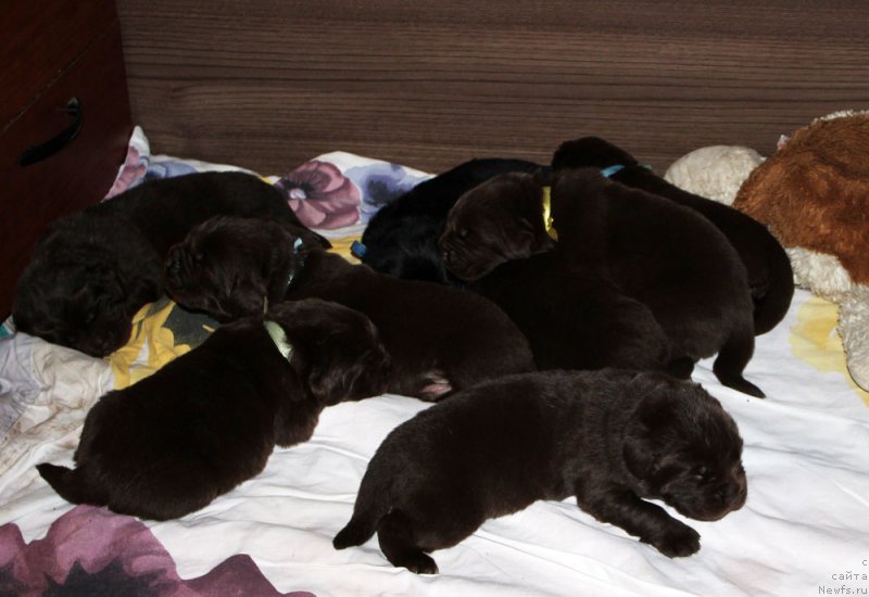 Фото: ньюфаундленд Mercedes Vialiki Miadzvedz (Мерседес Вялiкi Мядзведзь)