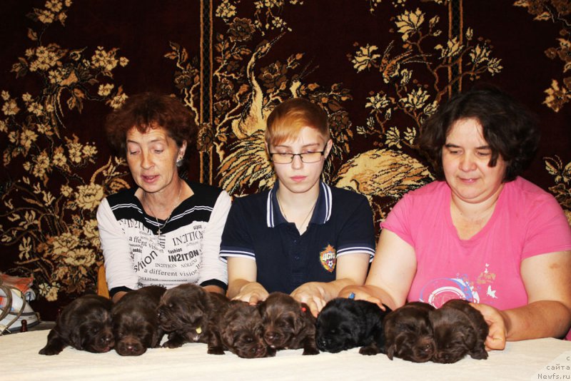 Фото: ньюфаундленд Mercedes Vialiki Miadzvedz (Мерседес Вялiкi Мядзведзь)