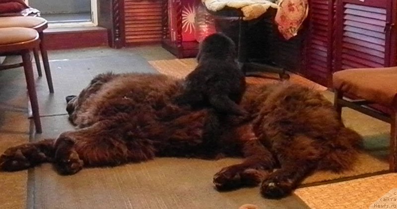 Фото: ньюфаундленд Super Premium Best Belzhen Regards (Супер Премиум Бест Бэлжен Ригардс), ньюфаундленд Zhdanny Syn Vialiki Miadzvedz