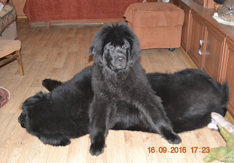 Фотография № 213834