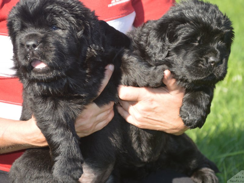 Фото: ньюфаундленд S'Nezhnaya Vjuga Vento Di Fiori (С'Нежная Вьюга Венто Ди Фиори), ньюфаундленд S'Nezhnaya Vjuga Vivara Verdi (С'Нежная Вьюга Вивара Верди)