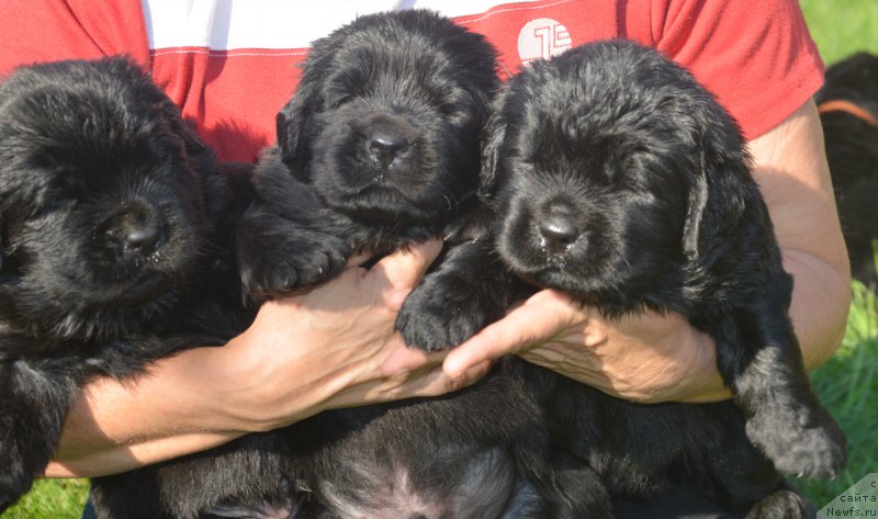 Фото: ньюфаундленд S'Nezhnaya Vjuga VIP Spirit (С'Нежная Вьюга ВИП Спирит), ньюфаундленд S'Nezhnaya Vjuga Van Gils Classik (С'Нежная Вьюга Ван Гилс Классик), ньюфаундленд S'Nezhnaya Vjuga Venetian Bergamot (C'Нежная Вьюга Венетиан Бергамот)