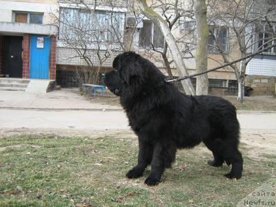 Фото: ньюфаундленд Chester Morskoy Medved (Честер Морской Медведь)