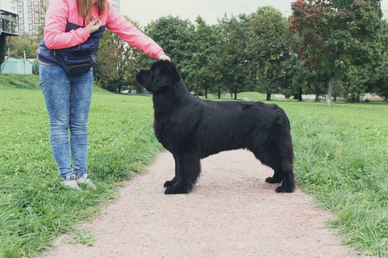 Фотография № 213842