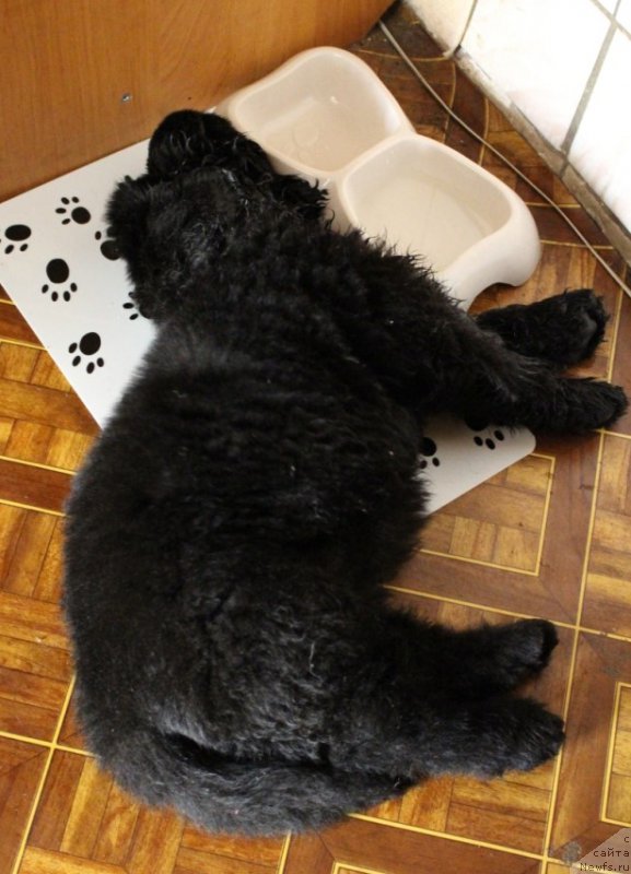 Фото: ньюфаундленд Cezar' Centurion iz Plemeni Kedra (Цезарь Центурион из Племени Кедра)