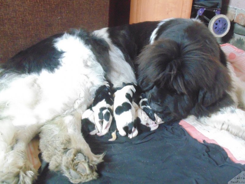 Фото: ньюфаундленд Super Bizon Melodiya (Супер Бизон Мелодия)