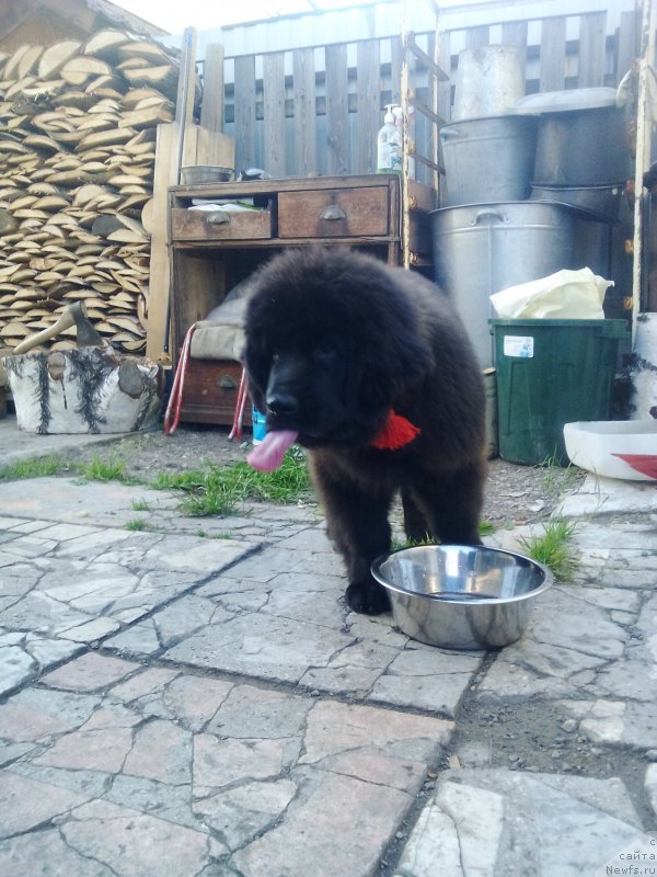 Фотография № 213854