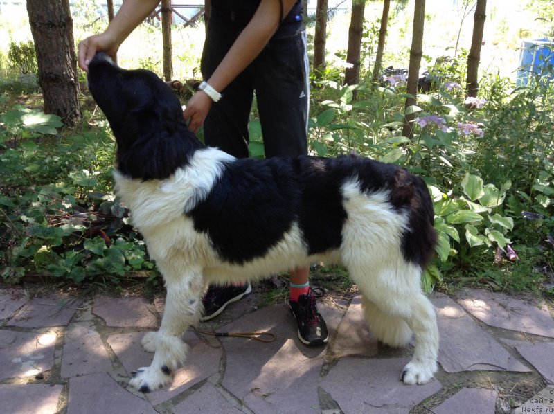 Фото: ньюфаундленд Blestyaschaya Onega ot Karel'skih Medvedey (Блестящая Онега от Карельских Медведей)
