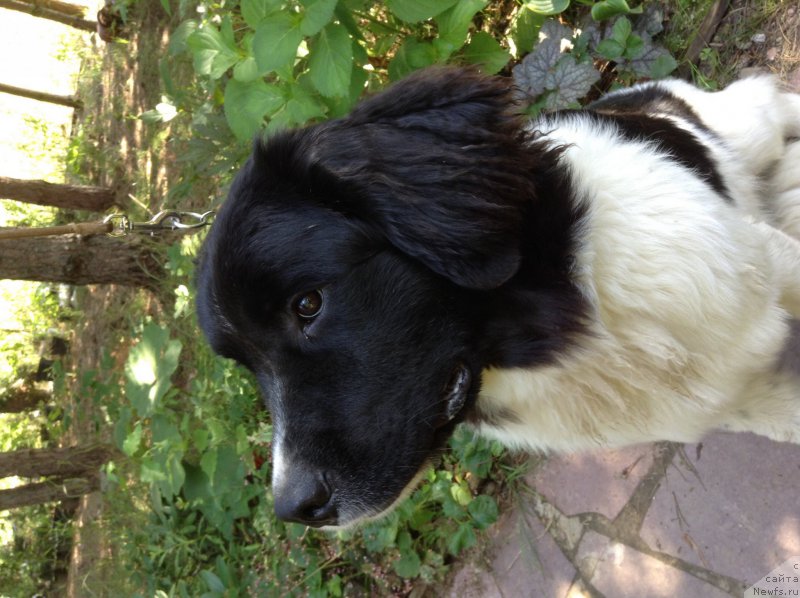 Фото: Блестящая Онега от карельских медведей