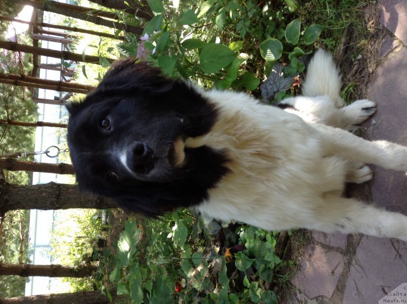 Фото: ньюфаундленд Blestyaschaya Onega ot Karel'skih Medvedey (Блестящая Онега от Карельских Медведей)