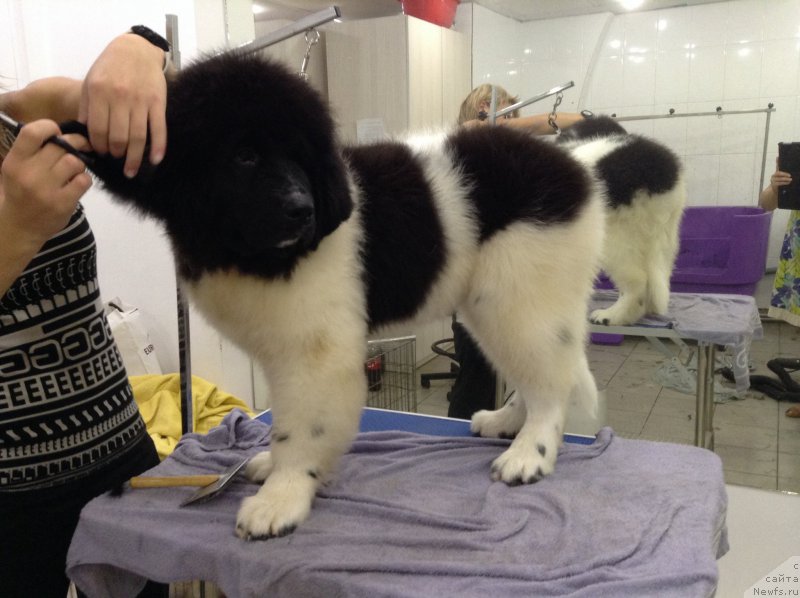 Фото: ньюфаундленд Super Bizon Russkaya Ruletka (Супер Бизон Русская Рулетка)