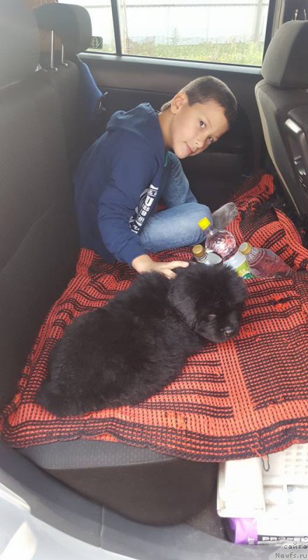 Фото: ньюфаундленд Cefey iz Plemeni Kedra (Цефей из Племени Кедра)