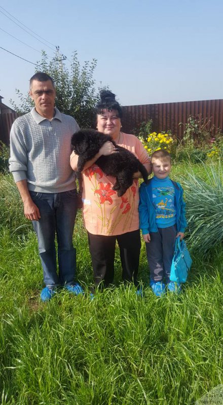 Фото: ньюфаундленд Cermatt iz Plemeni Kedra (Церматт из Племени Кедра)