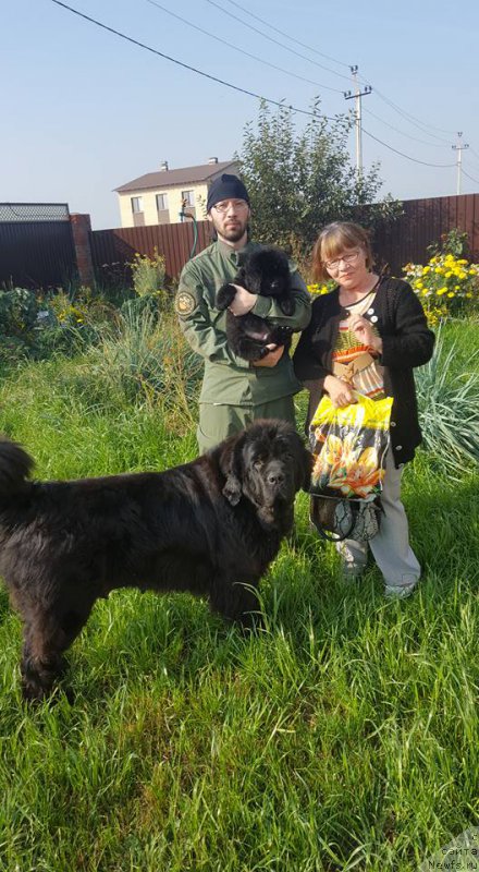 Фото: ньюфаундленд Cezar' Centurion iz Plemeni Kedra (Цезарь Центурион из Племени Кедра)