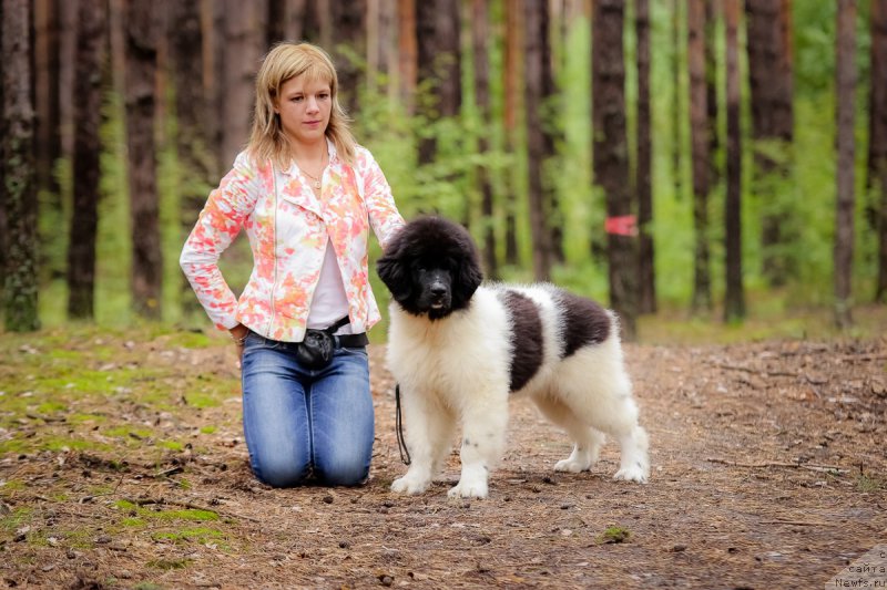 Фото: ньюфаундленд Super Bizon Russkaya Ruletka (Супер Бизон Русская Рулетка)