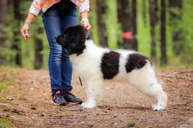 Фото: ньюфаундленд Super Bizon Russkaya Ruletka (Супер Бизон Русская Рулетка)