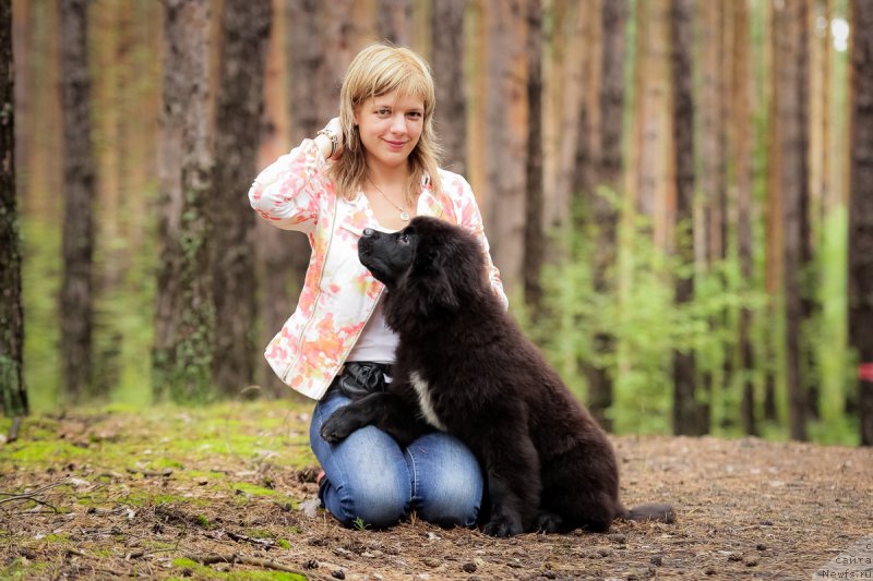 Фото: ньюфаундленд Sent Djons Cheerful Kolors of Life (Сент Джонс Чеерфул Колорс оф Лайф)