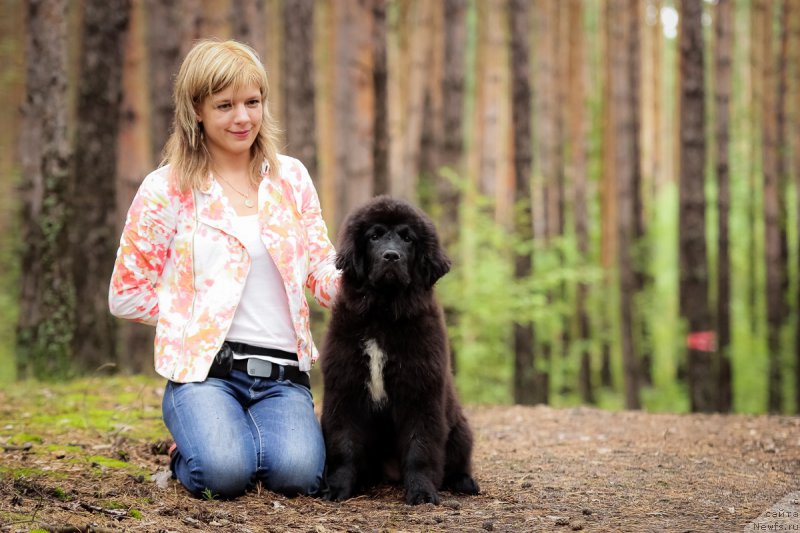 Фото: ньюфаундленд Sent Djons Cheerful Kolors of Life (Сент Джонс Чеерфул Колорс оф Лайф)