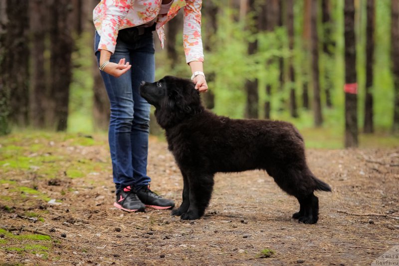 Фото: ньюфаундленд Sent Djons Cheerful Kolors of Life (Сент Джонс Чеерфул Колорс оф Лайф)