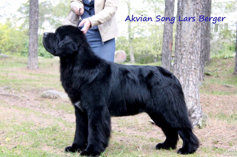 Фото: ньюфаундленд Akvian Song Lars Berger (Аквиан Сонг Ларс Бергер)