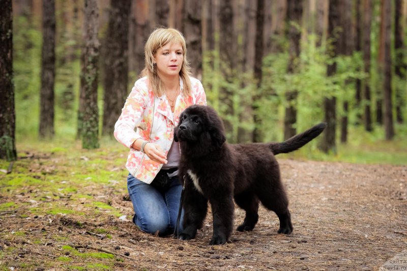 Фото: ньюфаундленд Sent Djons Cheerful Kolors of Life (Сент Джонс Чеерфул Колорс оф Лайф)