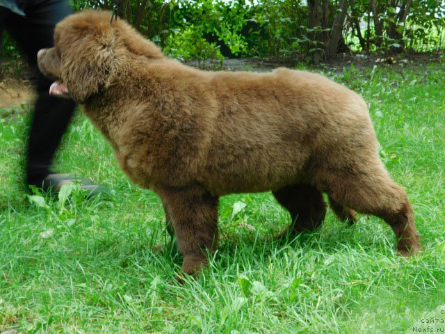 Фото: ньюфаундленд Hakku Shokoladnyy Medved (Хакку Шоколадный Медведь)