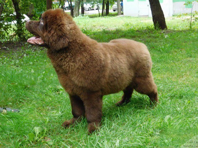 Фото: ньюфаундленд Hakku Shokoladnyy Medved (Хакку Шоколадный Медведь)