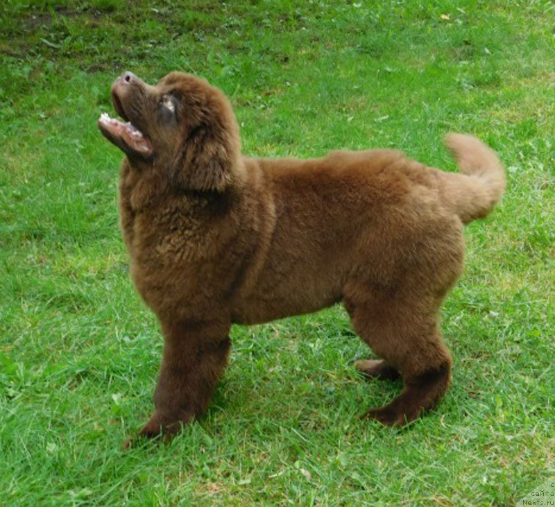 Фото: ньюфаундленд Hakku Shokoladnyy Medved (Хакку Шоколадный Медведь)