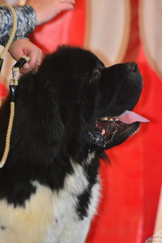 Фото: ньюфаундленд Stepnaya Pal'mira Edinstvennyiy Moy (Степная Пальмира Единственный Мой)