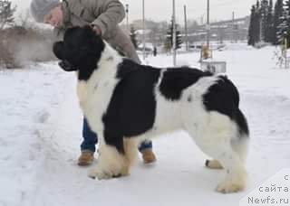 Фото: ньюфаундленд Threeponds Right Way