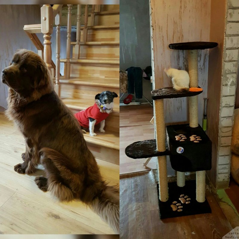 Фото: ньюфаундленд Cherniy Balu Zlatogor (Черный Балу Златогор)