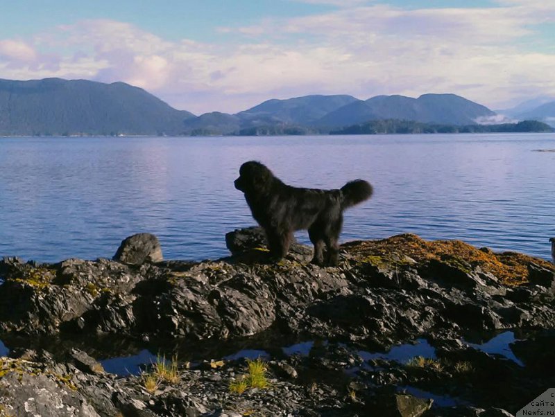 Фото: ньюфаундленд Chernaya Mafia Аngel Among Us (Черная Мафия Ангел Амонг Ус)