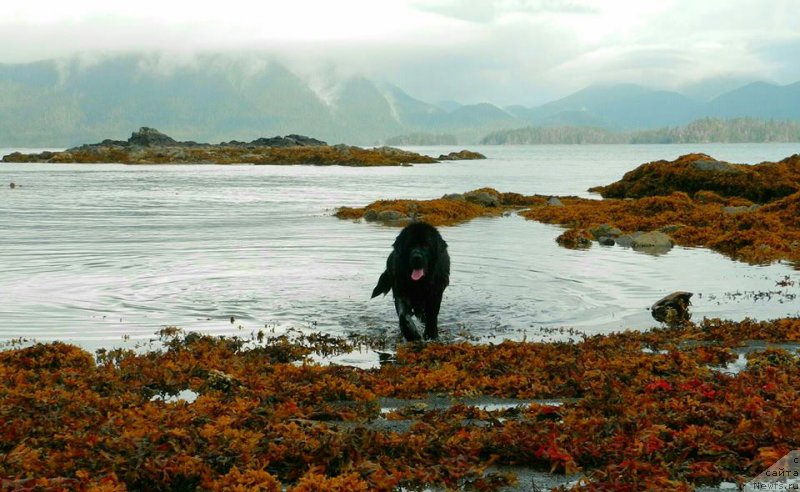 Фото: ньюфаундленд Chernaya Mafia Аngel Among Us (Черная Мафия Ангел Амонг Ус)