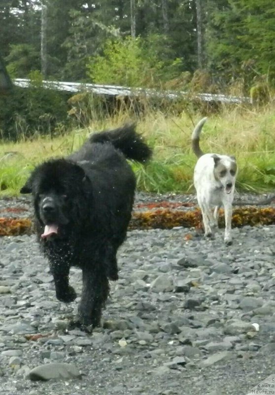 Фото: ньюфаундленд Chernaya Mafia Аngel Among Us (Черная Мафия Ангел Амонг Ус)