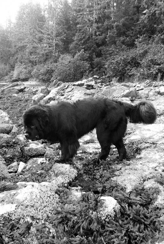 Фото: ньюфаундленд Chernaya Mafia Аngel Among Us (Черная Мафия Ангел Амонг Ус)